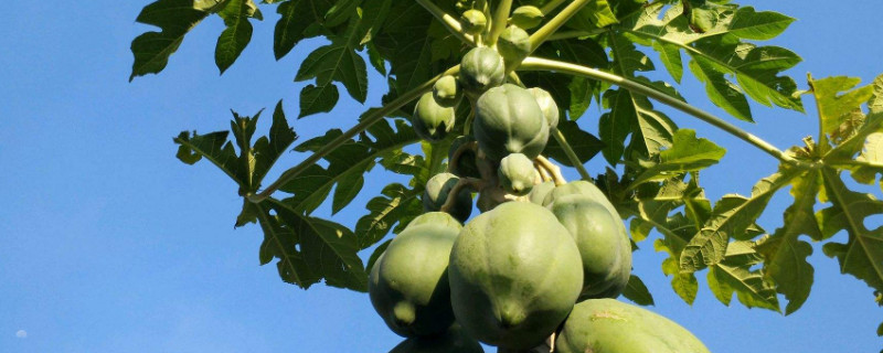 木瓜树怎样修剪（木瓜树怎么修剪）