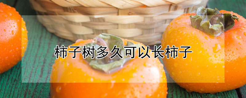 柿子树多久可以长柿子（柿子树多久可以长柿子）