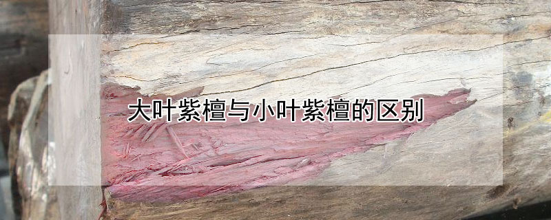 大叶紫檀与小叶紫檀的区别（大叶紫檀木与小叶紫檀的区别）