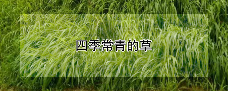 四季常青的草 四季常青的草皮