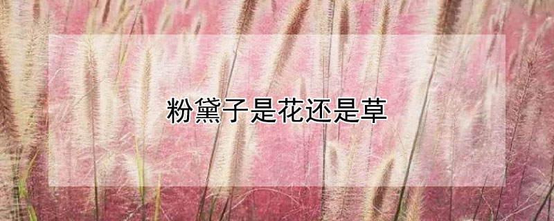 粉黛子是花还是草 有一种草叫粉黛什么草