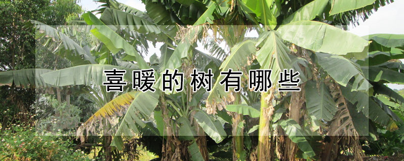 喜暖的树有哪些 喜暖的树有哪些什么名字