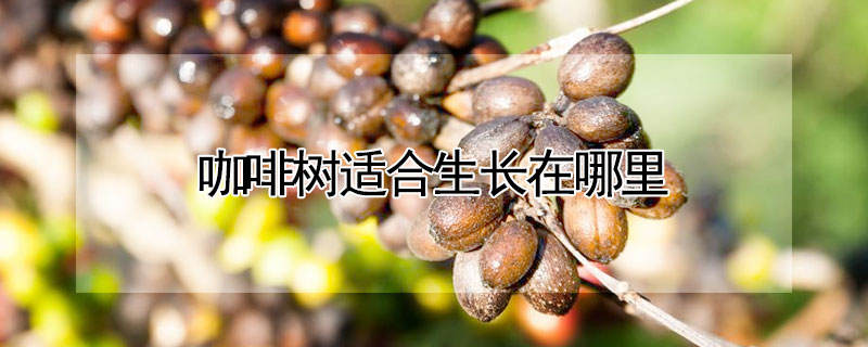 咖啡树适合生长在哪里（咖啡树适合生长在哪里呢）
