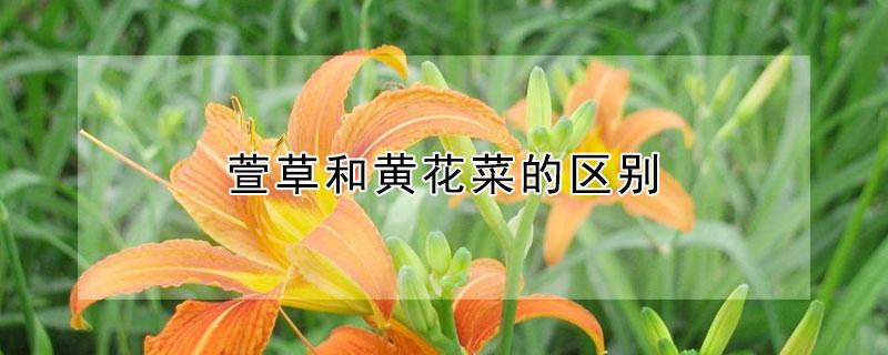 萱草和黄花菜的区别（萱草和黄花菜的区别图）