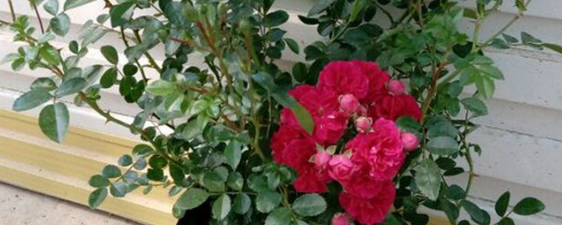 红木香叶子发黄怎么办（红木香叶子发黄怎么办视频）