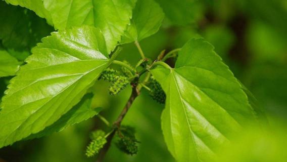 桑叶长什么样子（桑叶长什么样子图片和树）