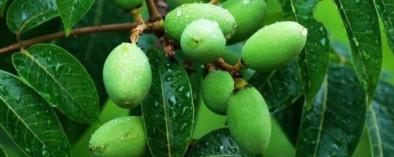 为什么橄榄树叶子打卷 橄榄树叶子打卷了