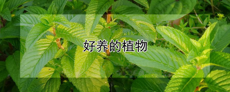 好养的植物（家里最好养的植物）