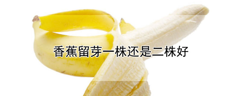 香蕉留芽一株还是二株好（香蕉留芽一株还是二株好呢）