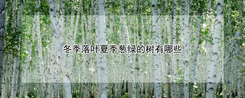 冬季落叶夏季葱绿的树有哪些（冬季落叶夏季葱绿的树有哪些什么名字）
