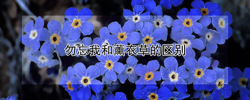 勿忘我和薰衣草的区别 勿忘我和薰衣草的区别图片