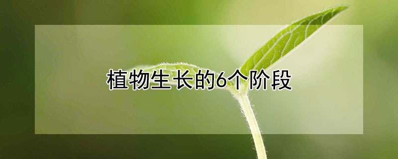 植物生长的6个阶段 植物生长的6个阶段图片