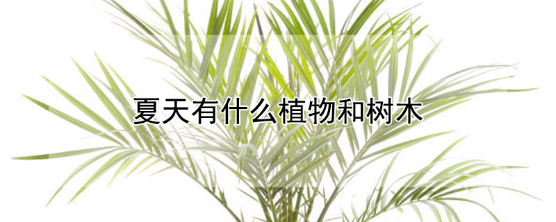 夏天有什么植物和树木（夏天有什么植物和树木的描写）