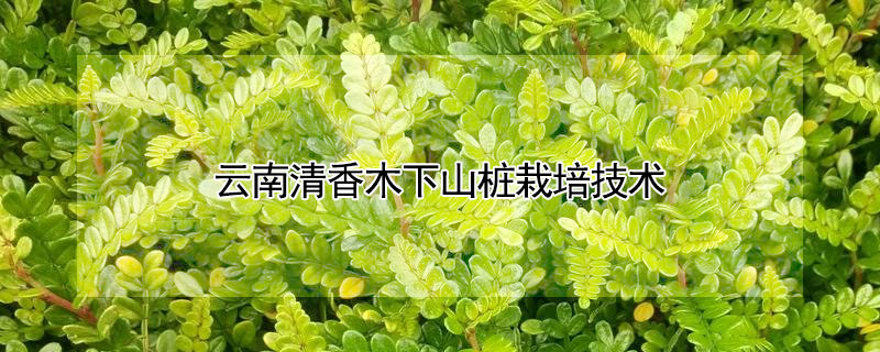 云南清香木下山桩栽培技术（清香木下山桩栽培方法）