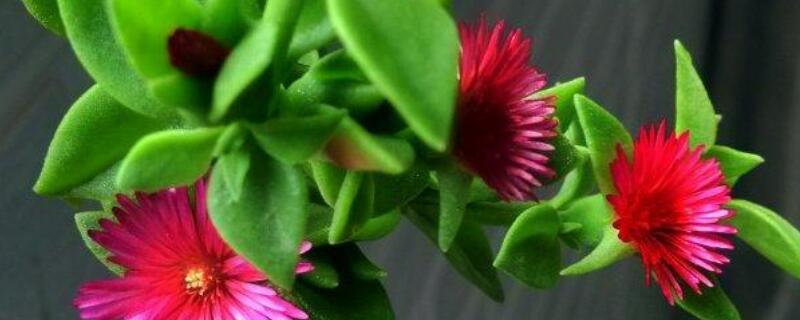 心叶日中花有毒吗 心叶日中花有毒吗?(无毒可食用