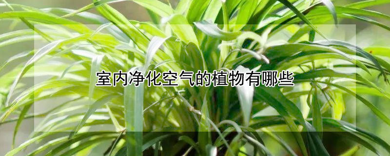室内净化空气的植物有哪些 室内净化空气的植物有哪些图片