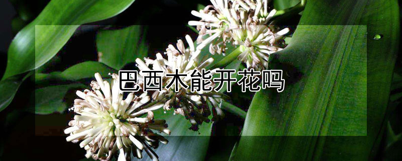 巴西木能开花吗 巴西木能开花吗多长时间开