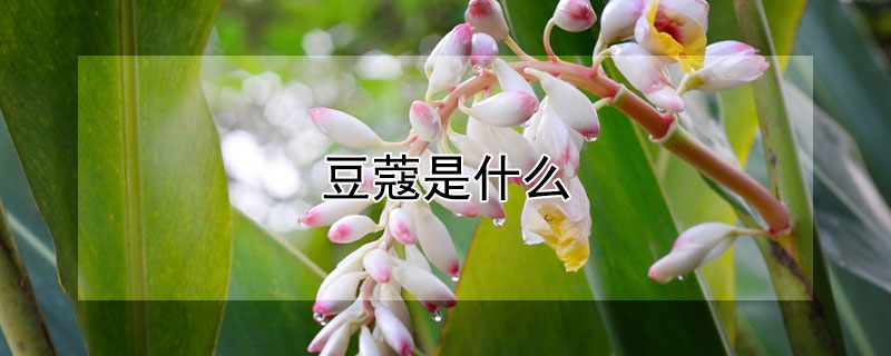 豆蔻是什么（豆蔻是什么味道）