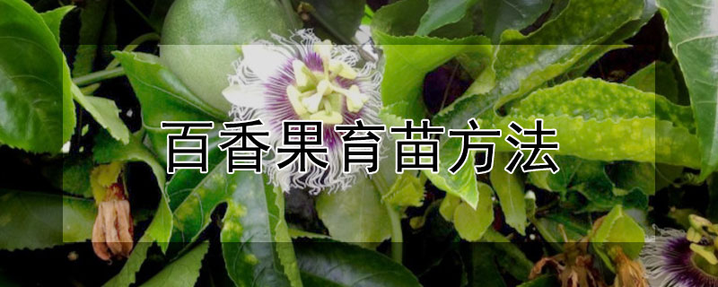 百香果育苗方法（百香果育苗方法时间）