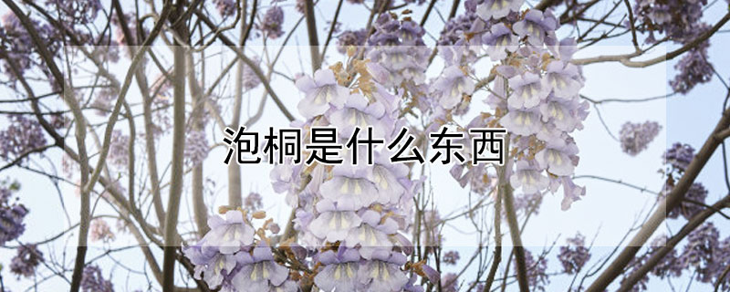 泡桐是什么东西