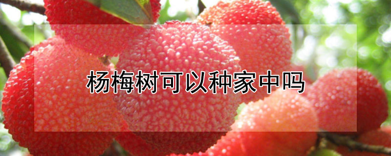 杨梅树可以种家中吗（家中能种杨梅树吗）