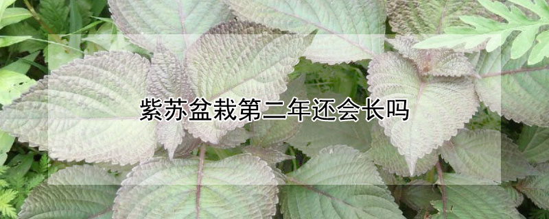 紫苏盆栽第二年还会长吗（紫苏种植不大就开花）