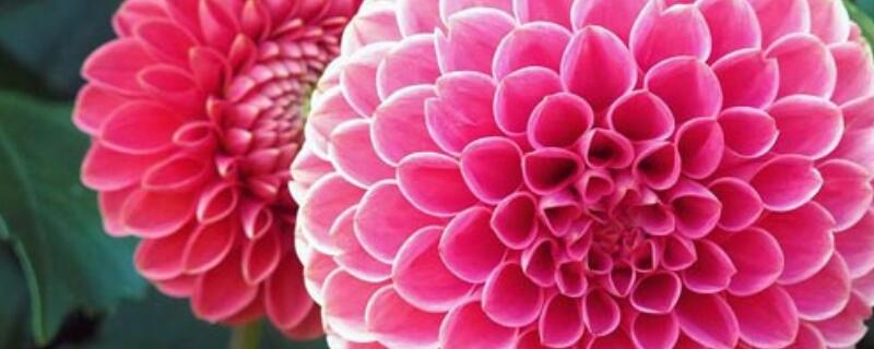 大丽花和西番莲的区别 大丽花和西番莲的区别是什么