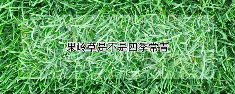 果岭草是不是四季常青（果岭草四季常绿吗）