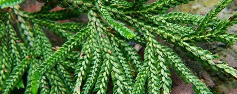 伏地卷柏有什么功效 伏地卷柏是什么植物