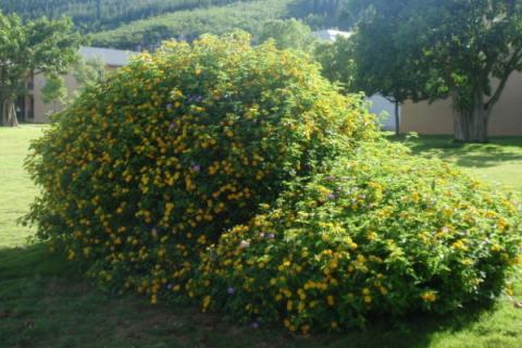 乔木与灌木的区别