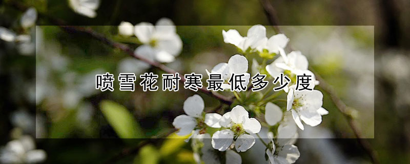 喷雪花耐寒最低多少度（蓝雪花耐寒最低多少度）