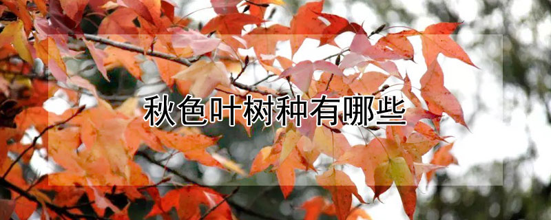 秋色叶树种有哪些 秋色叶黄色的树种