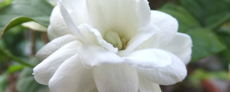 北方室内能养茉莉吗（北方室内能养茉莉吗）
