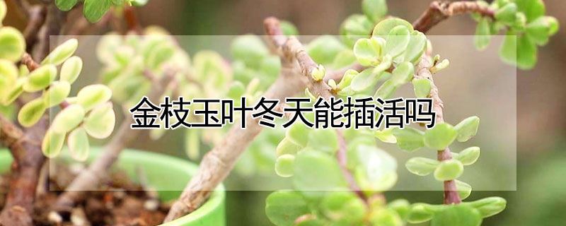 金枝玉叶冬天能插活吗 金枝玉叶冬天可以移栽吗
