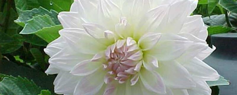 大丽花和红薯花区别 大丽花和地瓜花的区别