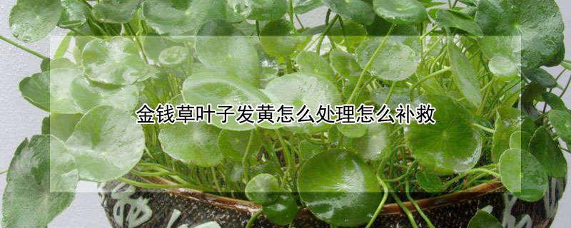 金钱草叶子发黄怎么处理怎么补救（金钱草黄叶了怎么回事）