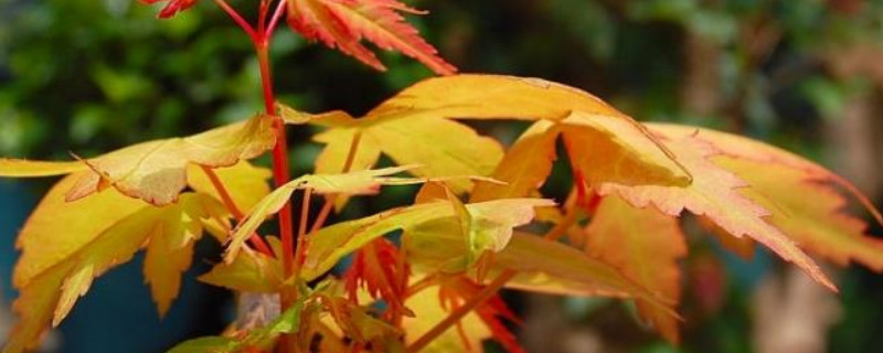 黄金枫移栽注意什么 黄金枫可以嫁接红枫吗