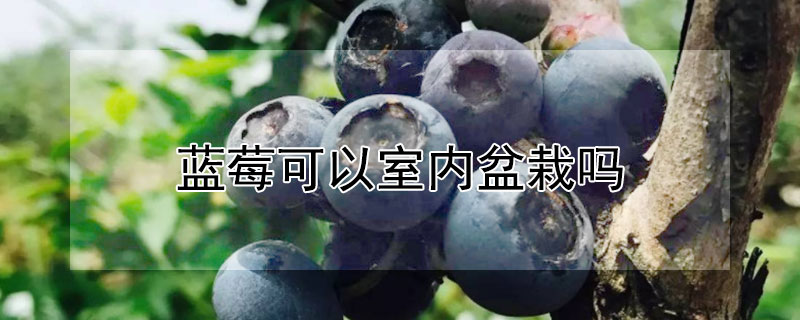 蓝莓可以室内盆栽吗（蓝莓可以室内种植吗）