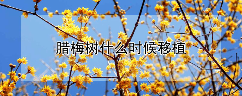 腊梅树什么时候移植 腊梅树什么时候移植最好