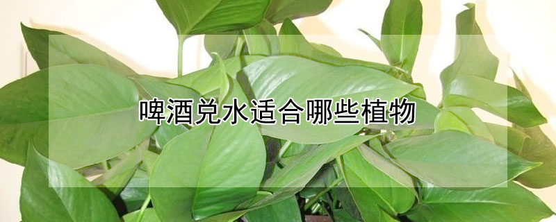 啤酒兑水适合哪些植物 啤酒兑水适合哪些植物生长