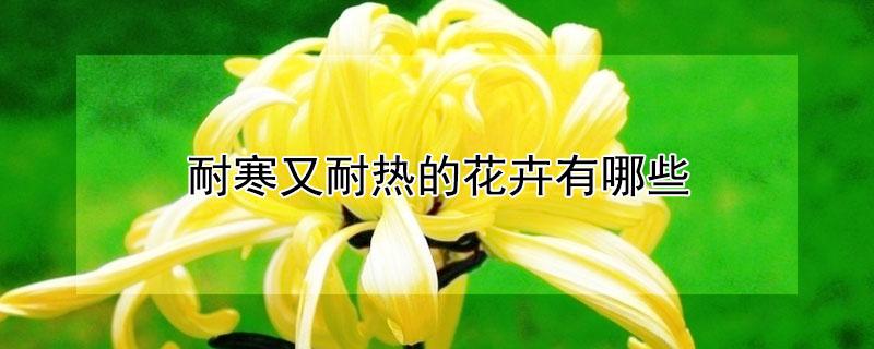 耐寒又耐热的花卉有哪些 耐寒又耐热的花卉有哪些花