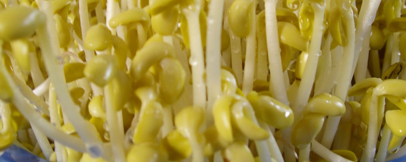 黄豆芽的生长过程 四年级观察日记黄豆芽的生长过程