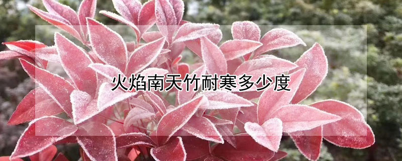 火焰南天竹耐寒多少度 火焰南天竹冬季落叶吗