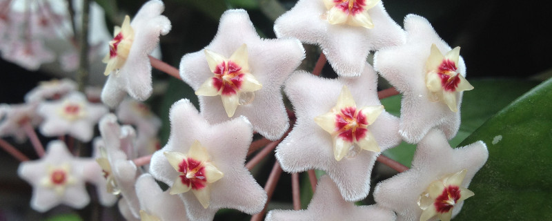 球兰的花香对人有害吗（球兰花香对人的危害）