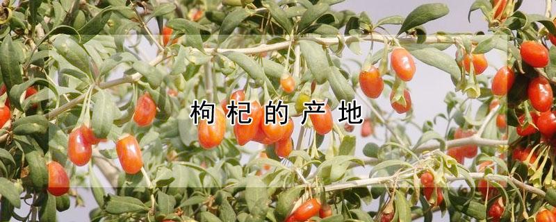 枸杞的产地（枸杞的产地有哪些地方最好）