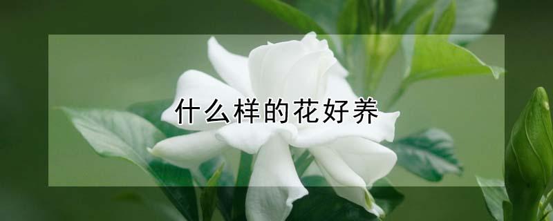 什么样的花好养（什么样的花好养又好看）