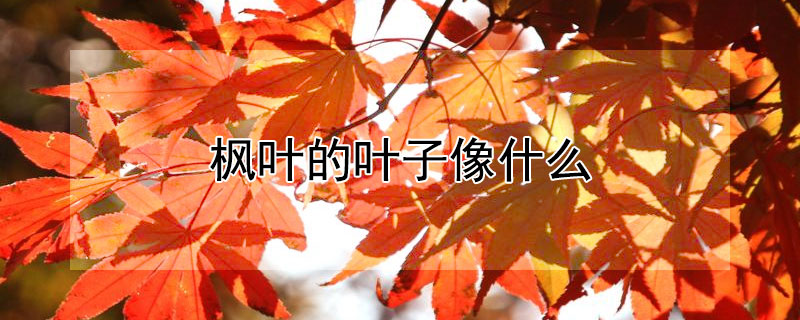 枫叶的叶子像什么 枫叶的叶子像什么?