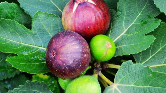 无花果有没有花 无花果有没有花蚂蚁庄园