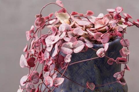 爱之蔓有什么毒性