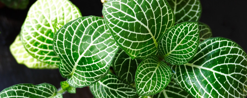 网纹草象征什么意思（网纹草象征什么意思图片）